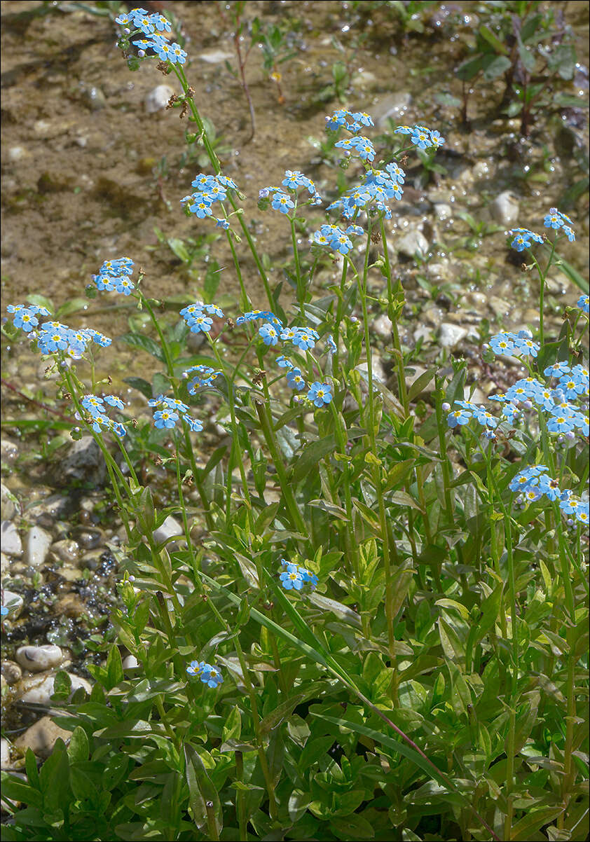 Image of true forget-me-not