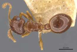 صورة Pristomyrmex fossulatus (Forel 1910)