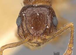 صورة Pristomyrmex fossulatus (Forel 1910)