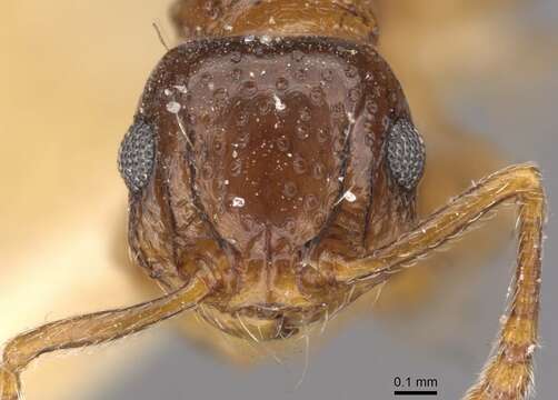 صورة Pristomyrmex fossulatus (Forel 1910)