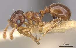 صورة Pristomyrmex fossulatus (Forel 1910)