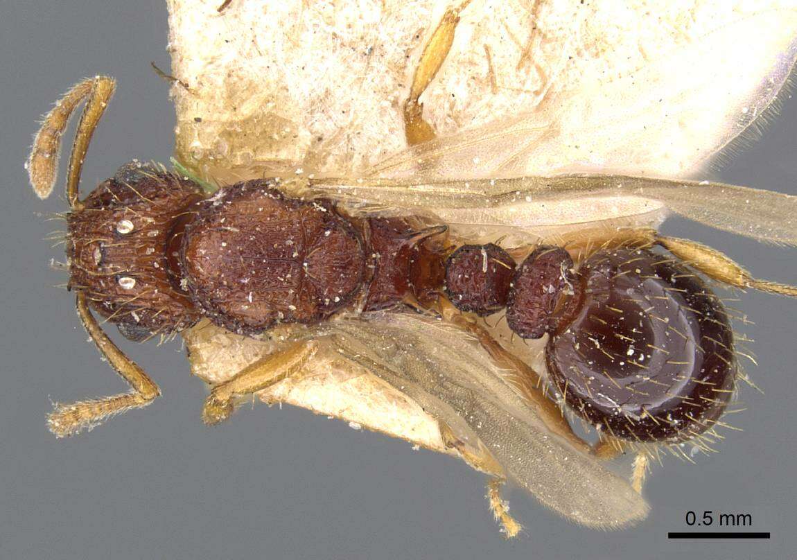 Image of Tetramorium belgaense Forel 1902