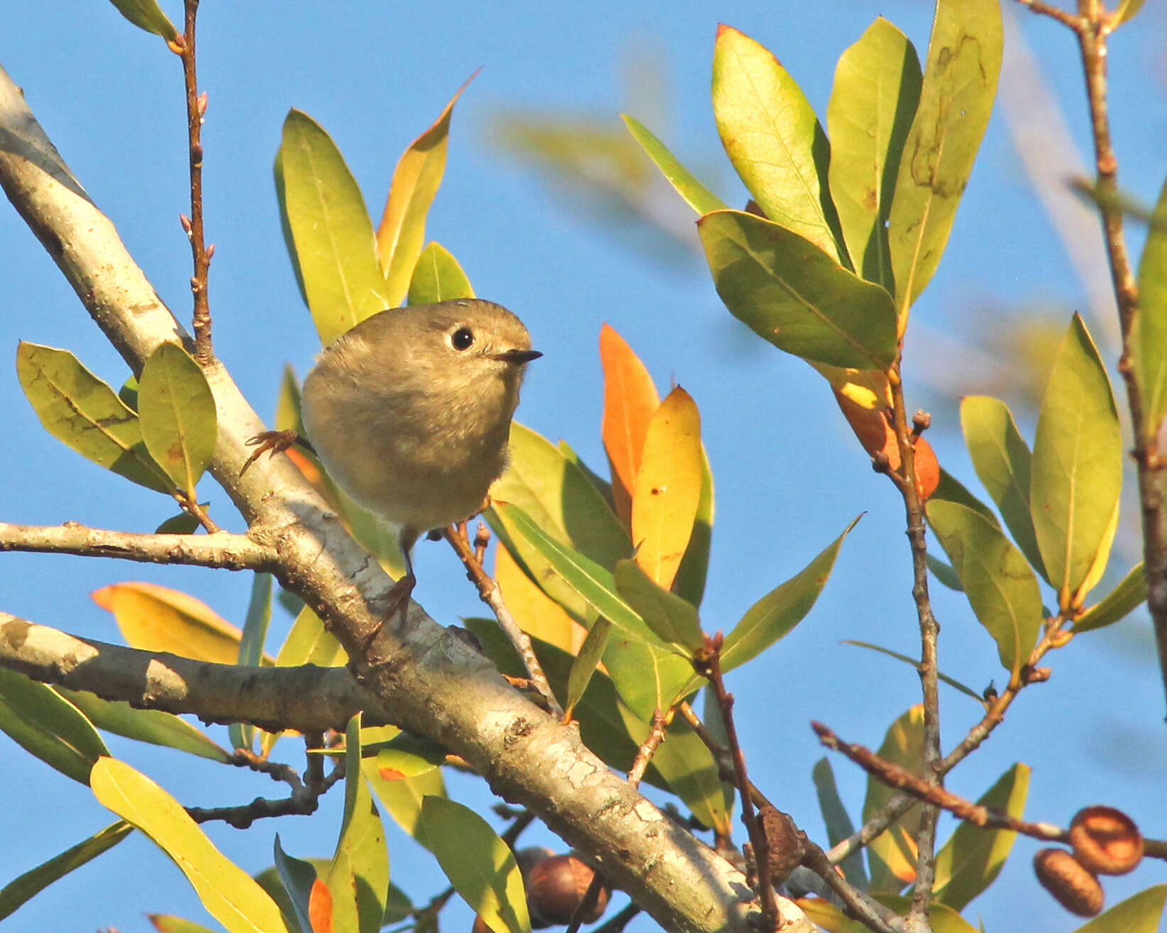 Regulidae resmi