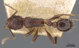 Image de Tetramorium tortuosum Roger 1863