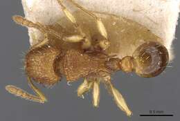 Image of Tetramorium eleates Forel 1913