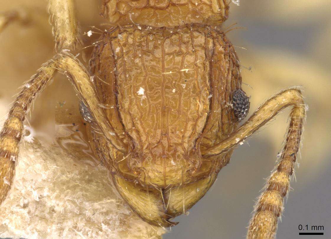 Image of Tetramorium eleates Forel 1913