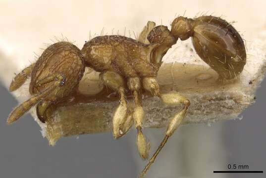 Image of Tetramorium eleates Forel 1913