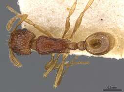 Image de Tetramorium tortuosum Roger 1863