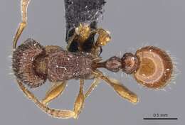 Image of Tetramorium turneri Forel 1902