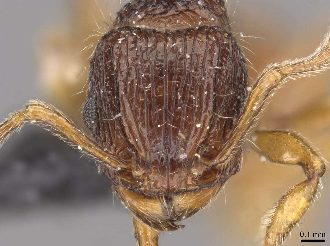 Image of Tetramorium turneri Forel 1902