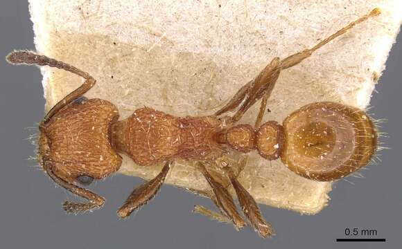 Image of Tetramorium spinosum (Pergande 1896)