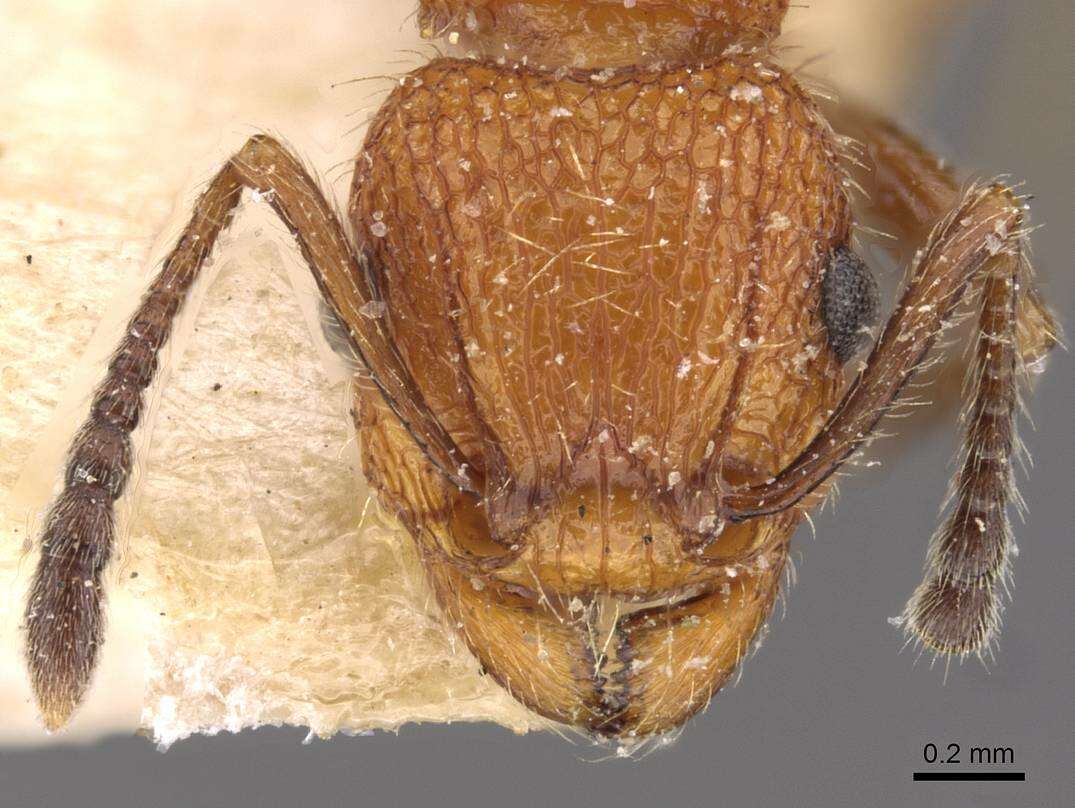 Image of Tetramorium spinosum (Pergande 1896)