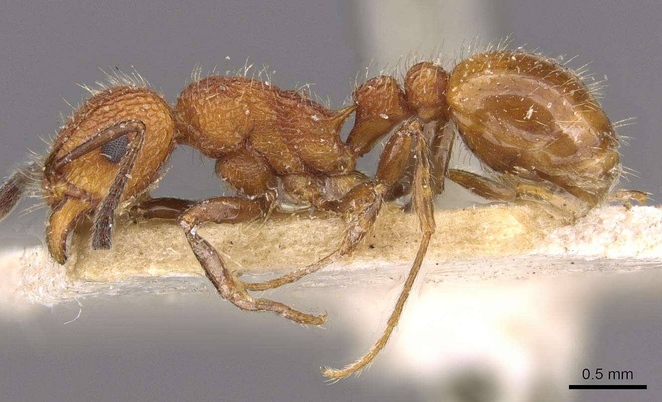 Image of Tetramorium spinosum (Pergande 1896)