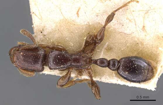 Image of <i>Tetramorium ultor</i> Forel 1913