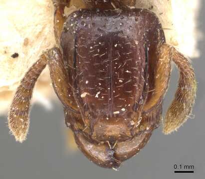 Image of <i>Tetramorium ultor</i> Forel 1913