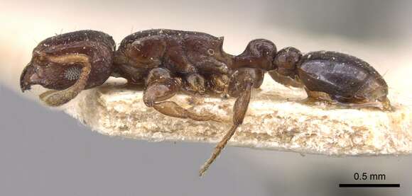 Image of <i>Tetramorium ultor</i> Forel 1913