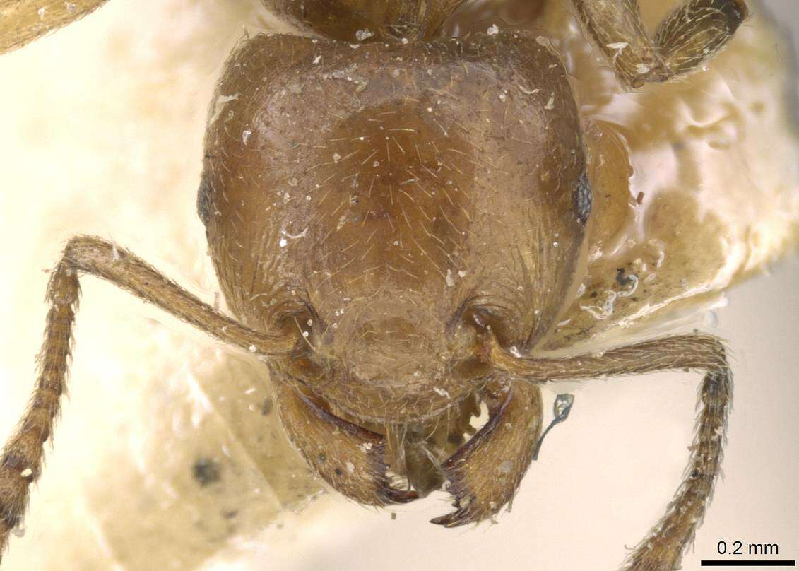 Image of Formicoidea