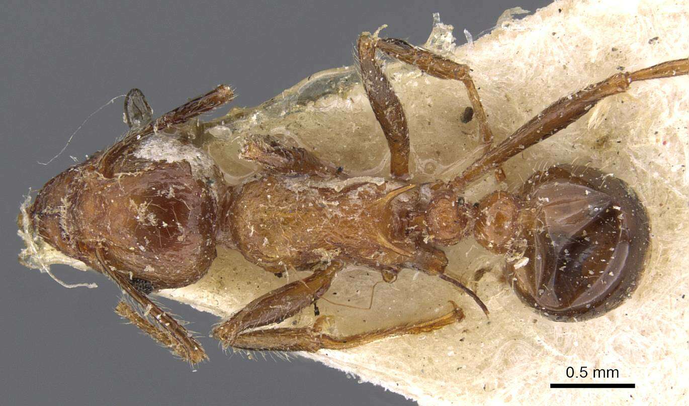 Image of Tetramorium africanum (Mayr 1866)