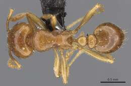 Image of Tetramorium wroughtonii