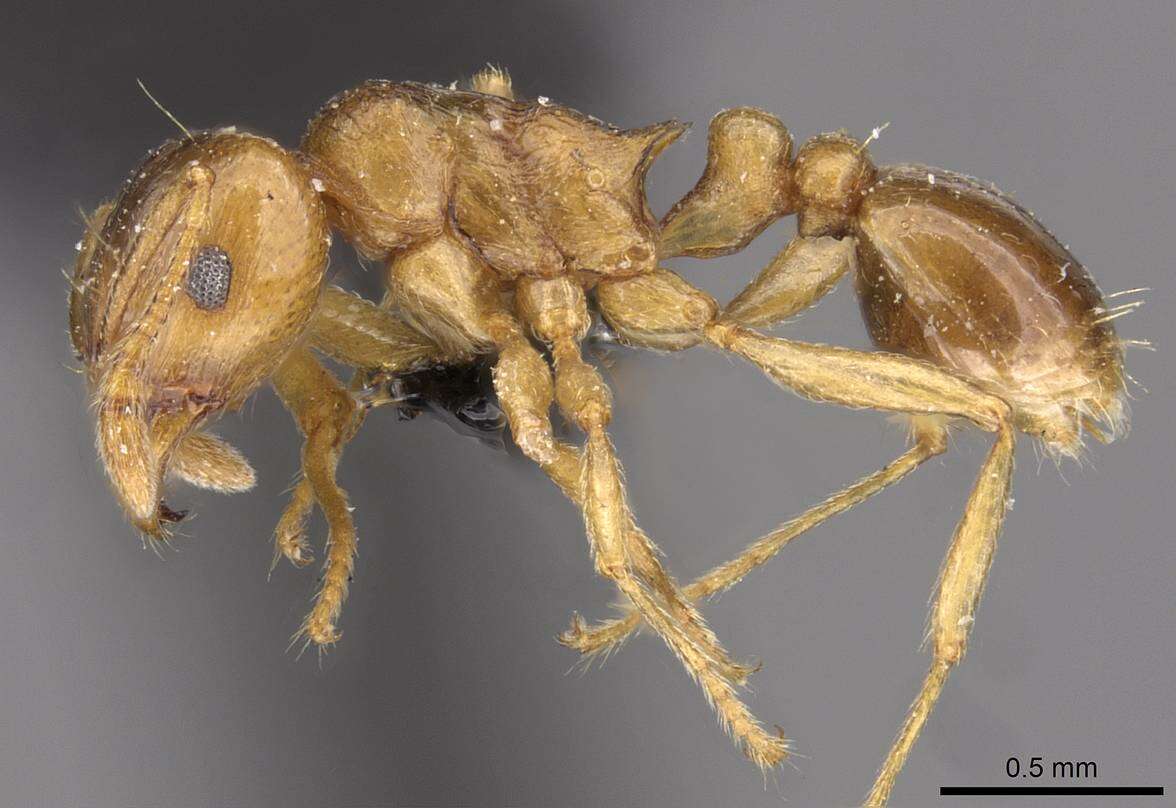 Image of Tetramorium wroughtonii