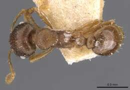 Image of Tetramorium wroughtonii