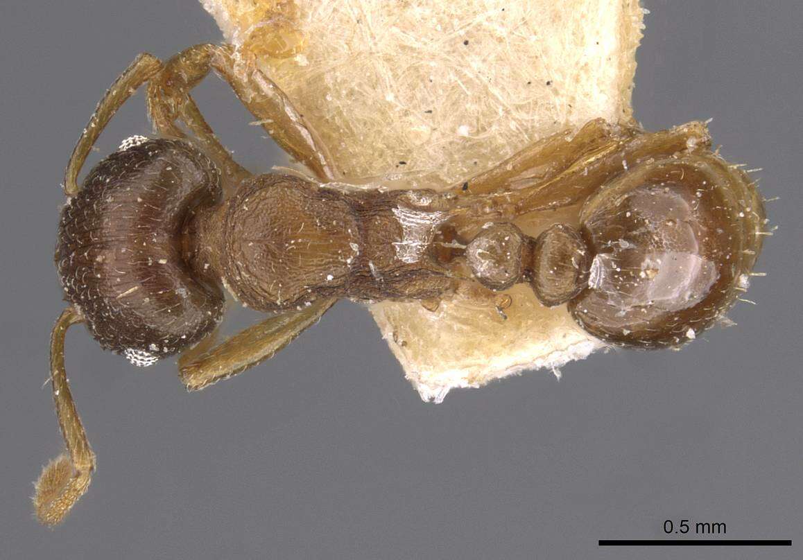 Image of Tetramorium wroughtonii