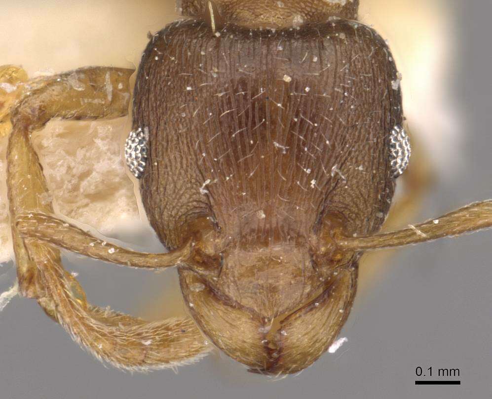 Image of Tetramorium wroughtonii