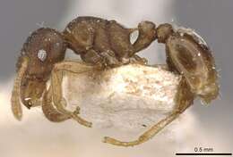 Image of Tetramorium wroughtonii