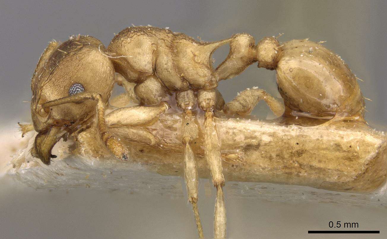 Image of Tetramorium wroughtonii