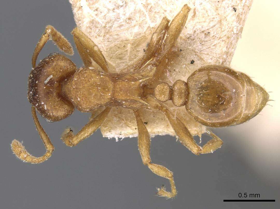 Image of Tetramorium wroughtonii