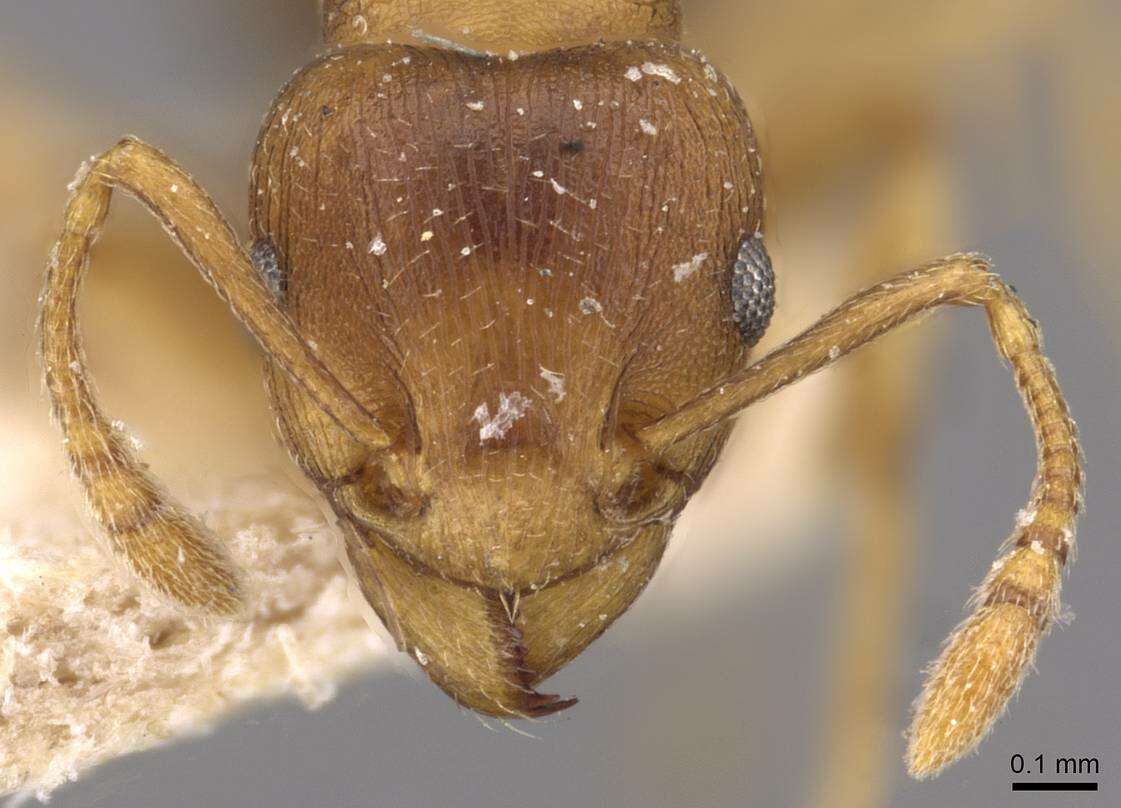 Image of Tetramorium wroughtonii