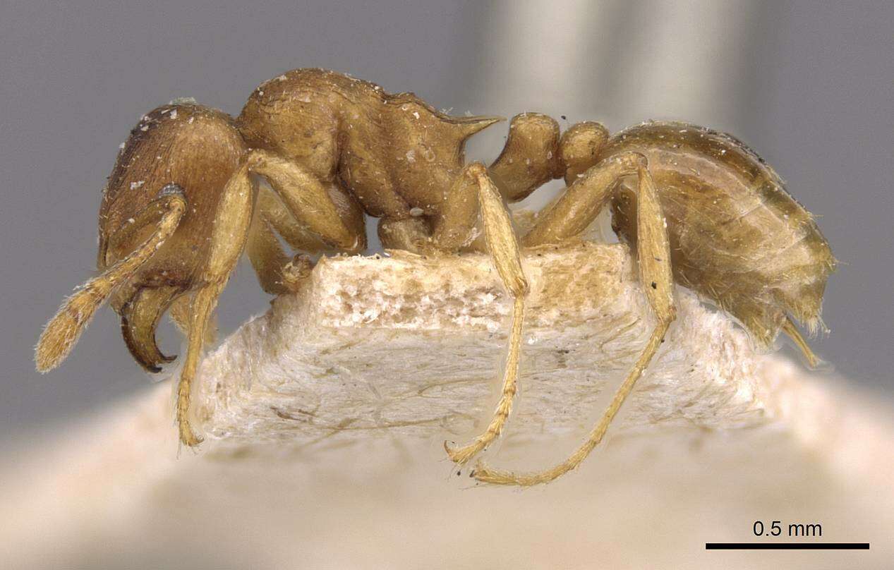 Image of Tetramorium wroughtonii