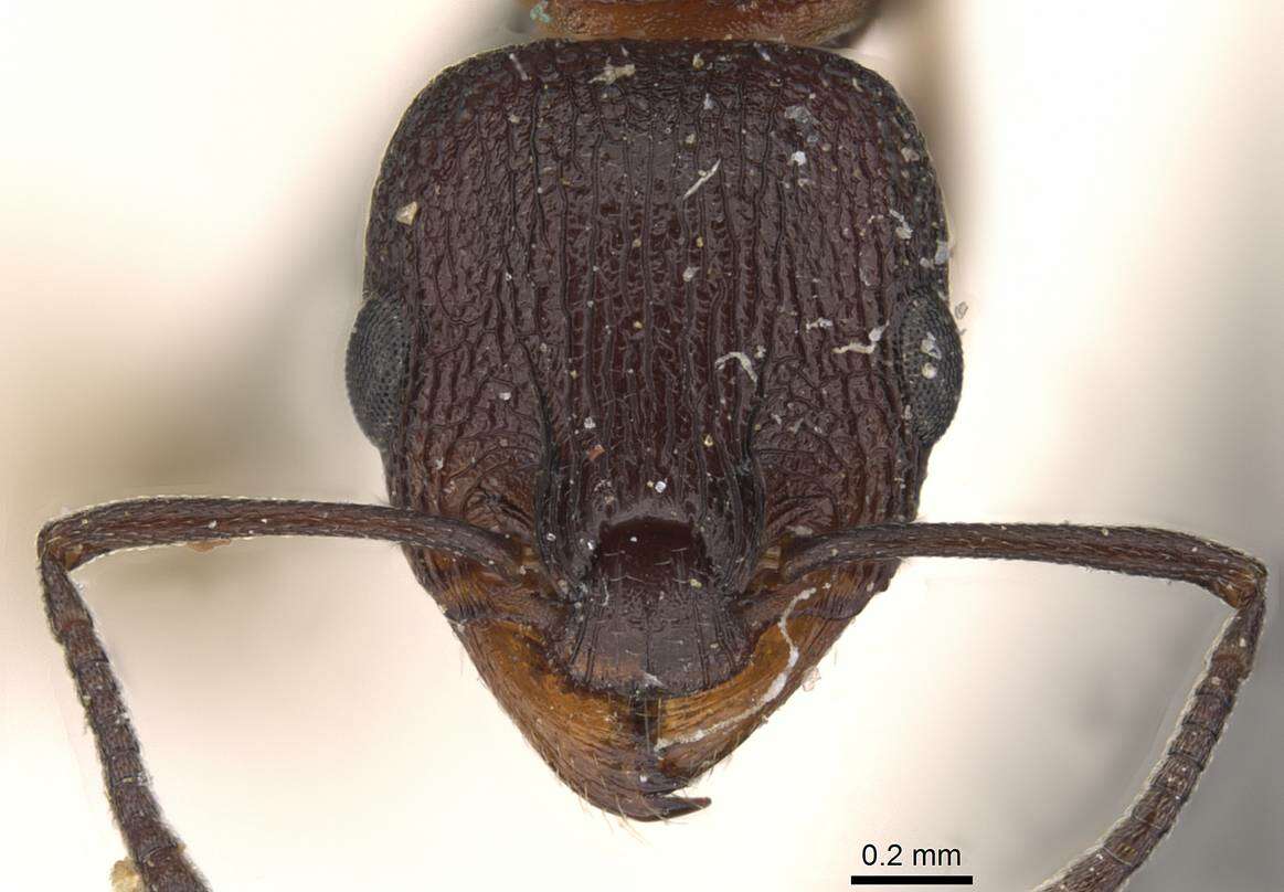 Image de <i>Nesomyrmex braunsi</i> (Forel)