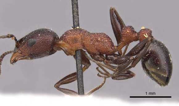 Image of <i>Nesomyrmex braunsi</i> (Forel)