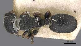 Image of Cataulacus brevisetosus Forel 1901