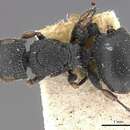 Image of Cataulacus longinodus Forel 1912