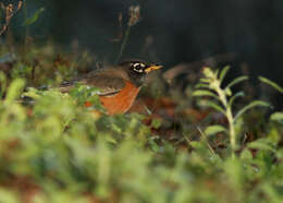 Image of American Robin