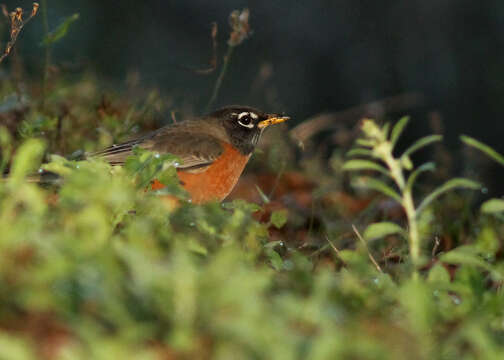 Image of American Robin