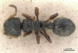 Image of Procryptocerus belti Forel 1899