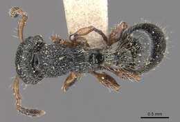 Image of Procryptocerus schmitti Forel 1901