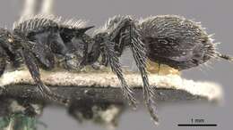Image of Procryptocerus spiniperdus Forel 1899