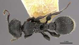 Image of Procryptocerus