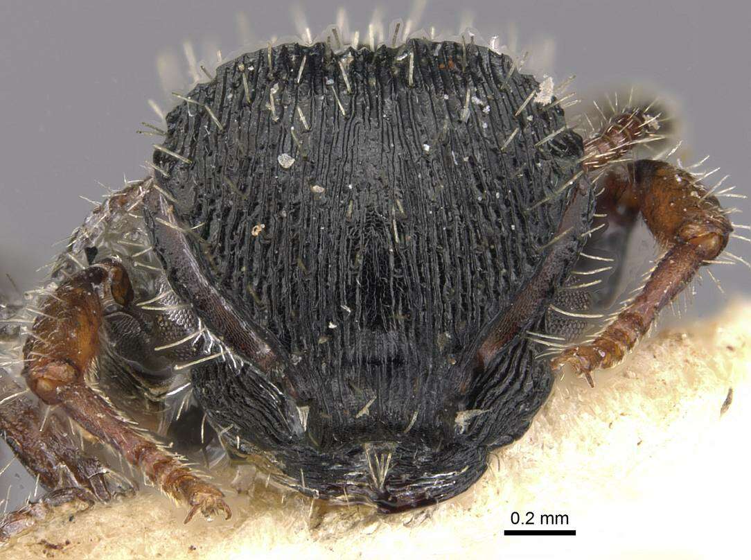 Image of Procryptocerus