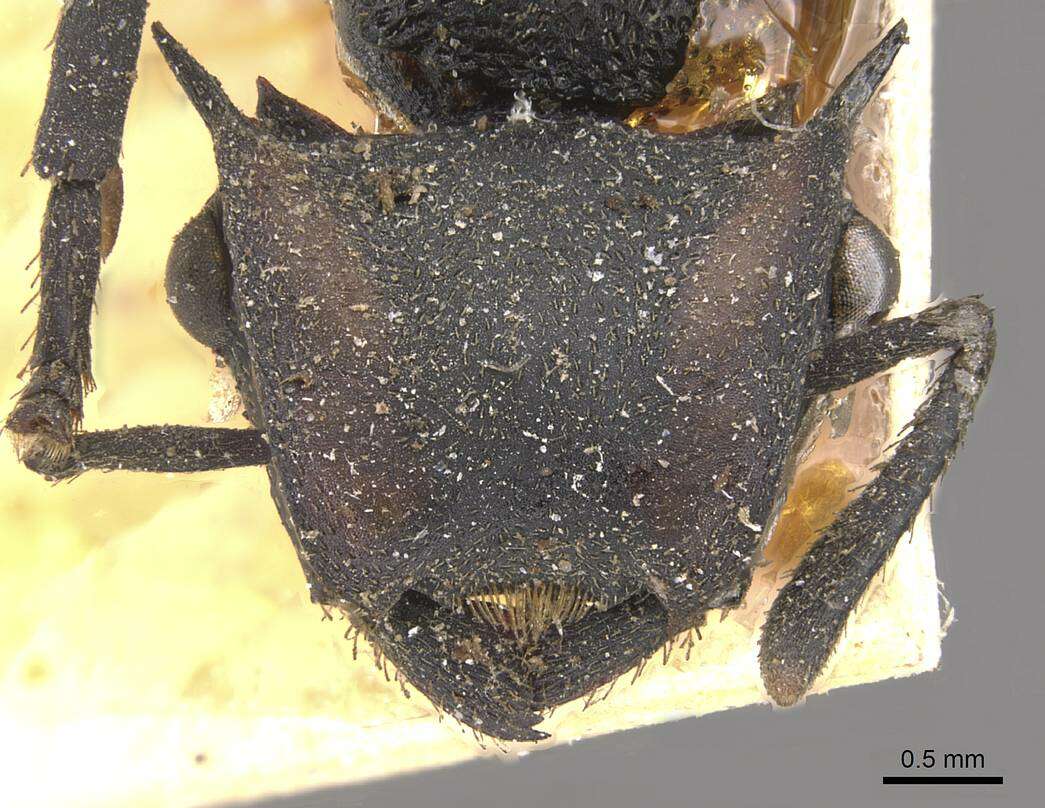 Cephalotes atratus (Linnaeus 1758) resmi