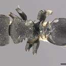 Image of Cephalotes ramiphilus (Forel 1904)