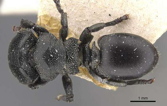 Image of Cephalotes ramiphilus (Forel 1904)