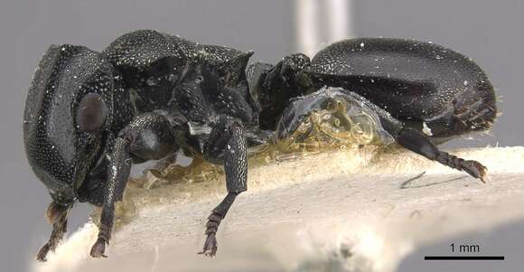 Image of Cephalotes ramiphilus (Forel 1904)