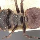 Cephalotes duckei (Forel 1906) resmi