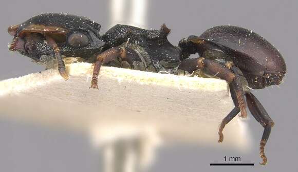 Image of Cephalotes christopherseni (Forel 1912)