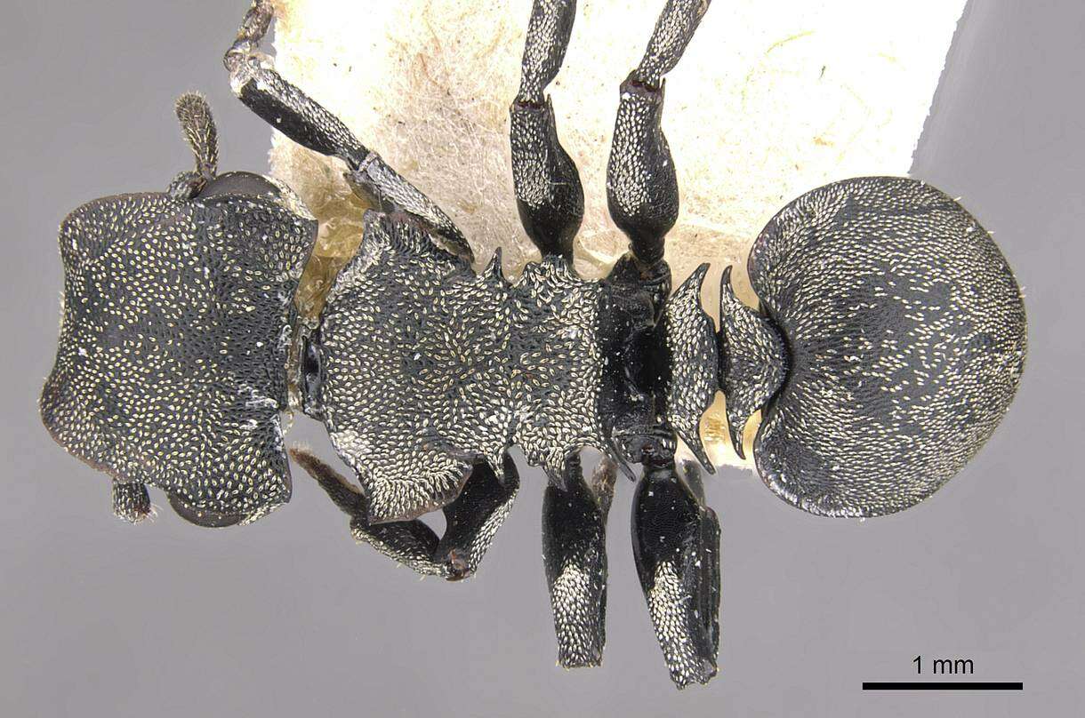 Cephalotes mompox De Andrade 1999 resmi